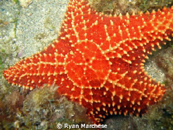 Cushion star by Ryan Marchese 